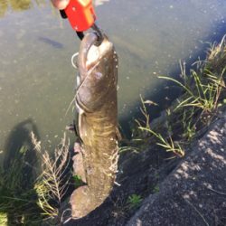 ナマズトップゲーム