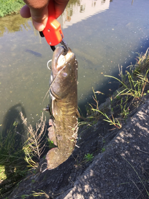 ナマズトップゲーム