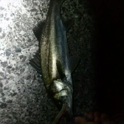 ハネ～セイゴ バチパターン4匹