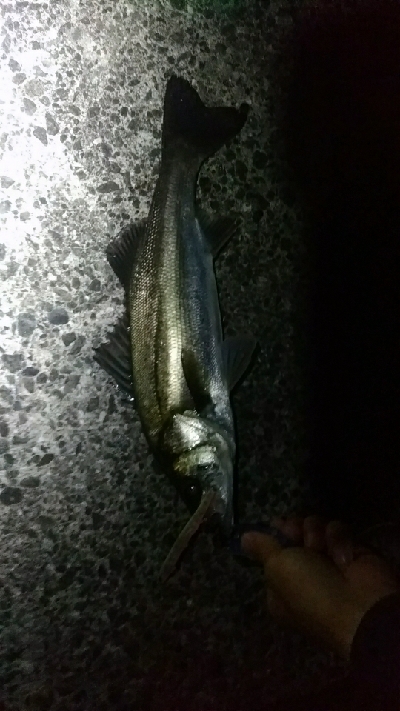 ハネ～セイゴ バチパターン4匹