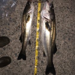 良いサイズが釣れました