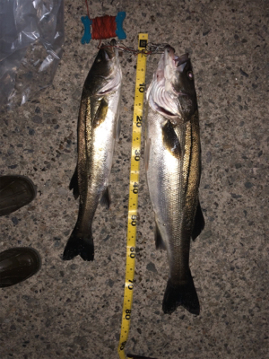 良いサイズが釣れました