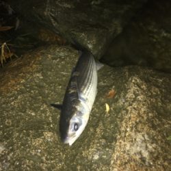 雨後アジング♪