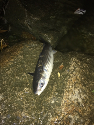 雨後アジング♪