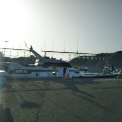 イルカイカメタル