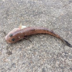 まだまだ渋い…