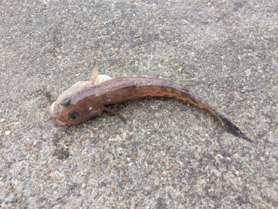 まだまだ渋い…