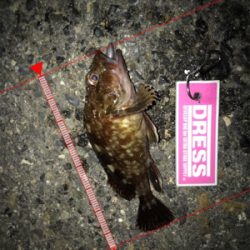 メバリング中にサバが