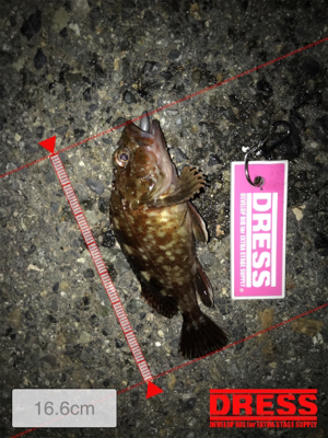 メバリング中にサバが