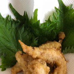 青物狙い→ブラクリへ