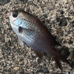 雑魚と外道だけで五目達成