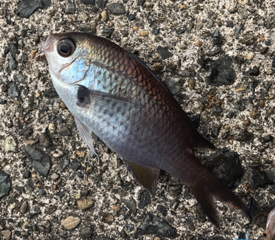 雑魚と外道だけで五目達成