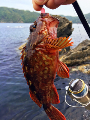 メタルジグで45cmのマハタがガツン（手漕ぎボート）