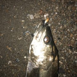 シーバスゲーム