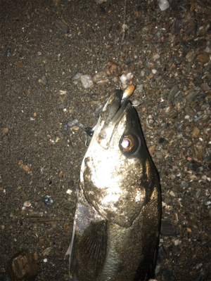 シーバスゲーム