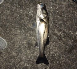 バチ抜けシーバス