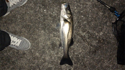 バチ抜けシーバス