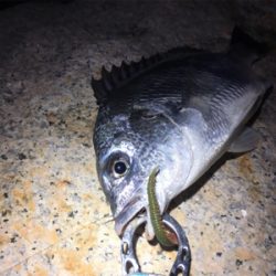 淀川ブリームゲーム ショアジギング遠征