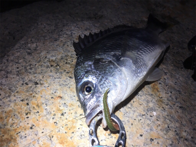 淀川ブリームゲーム ショアジギング遠征