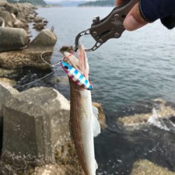 今年初青物キタ〜