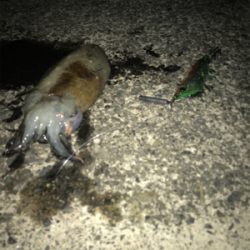 今年初イカ、人生初コウイカ