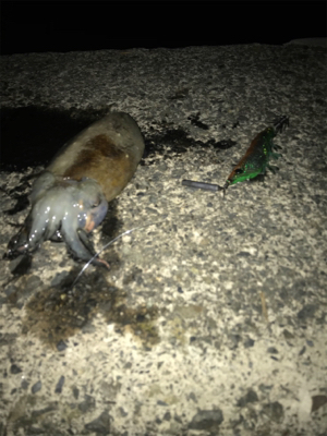 今年初イカ、人生初コウイカ