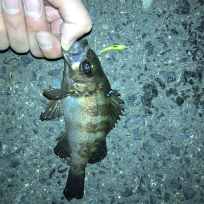 雨上がりのメバリング