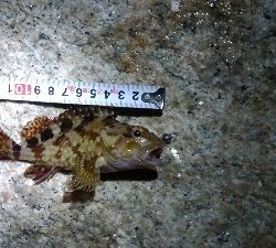 メバリングガシリング