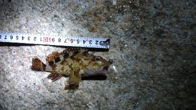 メバリングガシリング