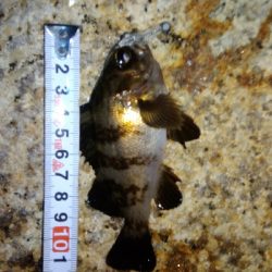 ガシラばっかり