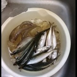 素敵な仲間と那珂湊港釣行❕