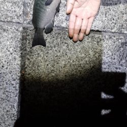 あじとサヨリ狙いでしたが、