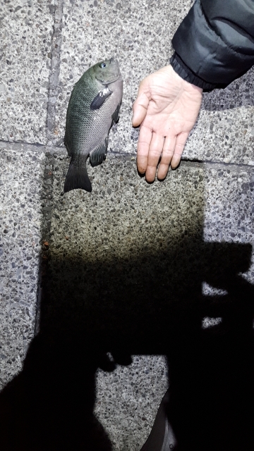 あじとサヨリ狙いでしたが、