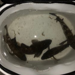 二見メバリング5