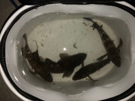 二見メバリング5