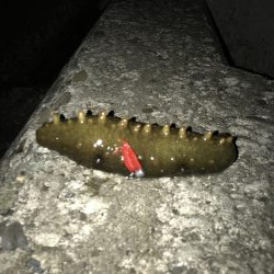 いつものナイトゲーム