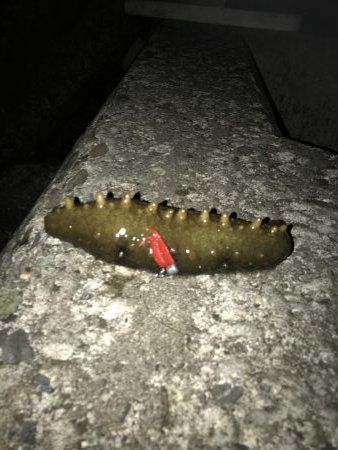 いつものナイトゲーム