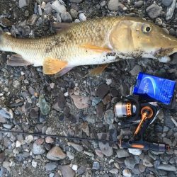 吉野川のルアー釣り！