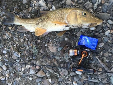 吉野川のルアー釣り！