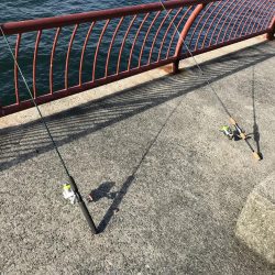 まさかのアイナメ⁈