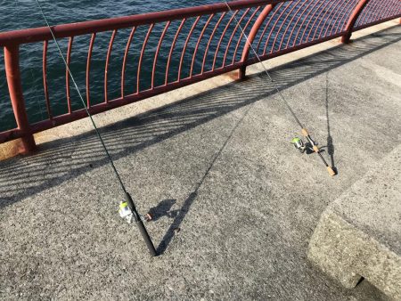 まさかのアイナメ⁈