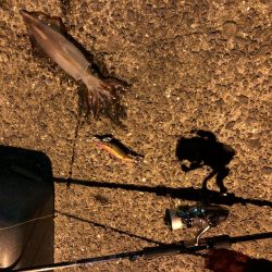 春イカエギング