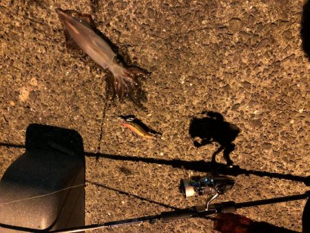 春イカエギング