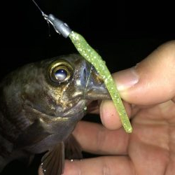 今夜もチビメバリング！パターンは岸壁パターン！！