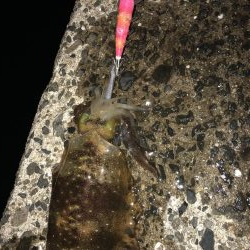 春イカエギング