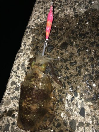 春イカエギング