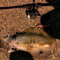 春イカエギング