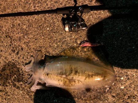 春イカエギング