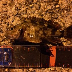 久しぶりのガシラ