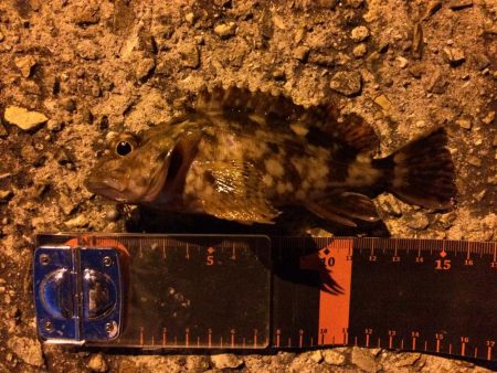 久しぶりのガシラ